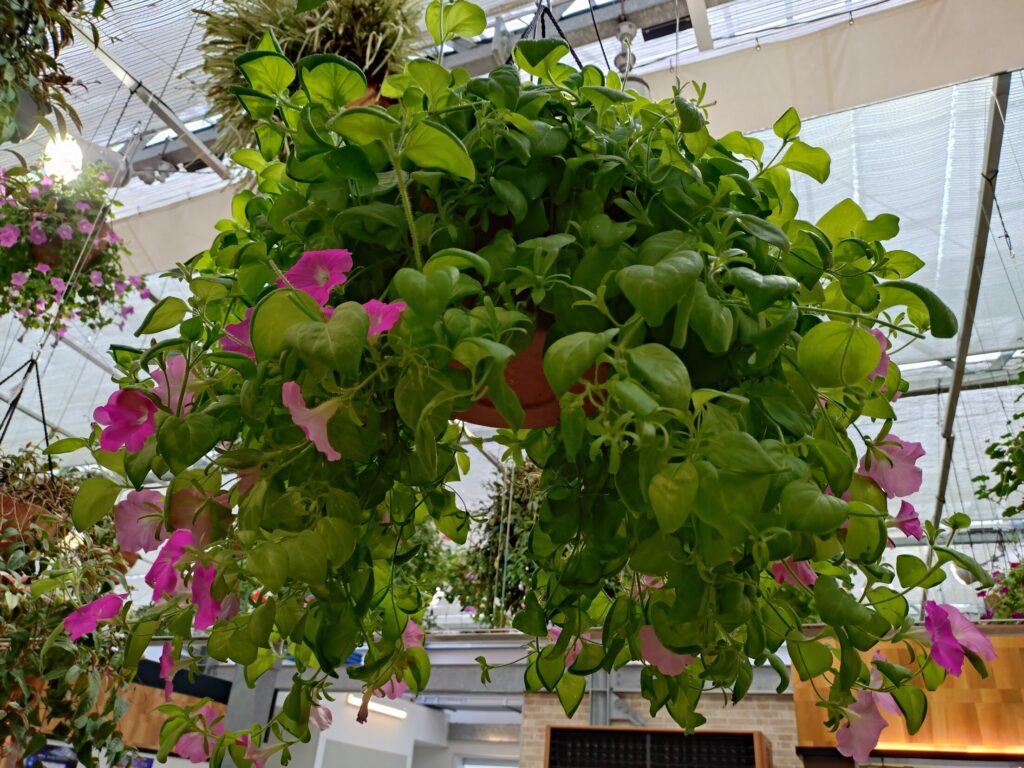 田中亭,三島スカイウォーク,三島,ハンバーグ,2号店,営業時間,ランチ,駐車場,メニュー,本店,ステーキ,定休日