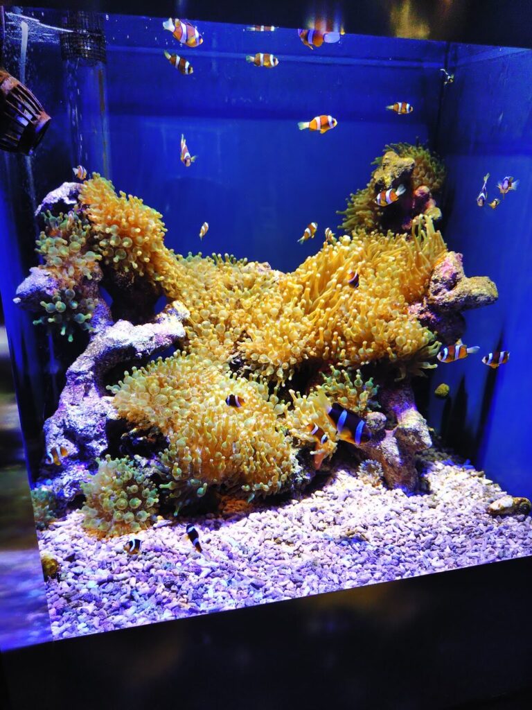 スマートアクアリウム,静岡,水族館,松坂屋,アクアリウム,
静岡,子連,室内,デート,おススメ,定休日,駐車場,料金,いくら,営業時間,雨の日,遊び場,観光,子ども,  