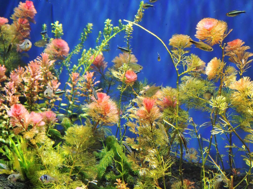 スマートアクアリウム,静岡,水族館,松坂屋,アクアリウム,
静岡,子連,室内,デート,おススメ,定休日,駐車場,料金,いくら,営業時間,雨の日,遊び場,観光,子ども,  