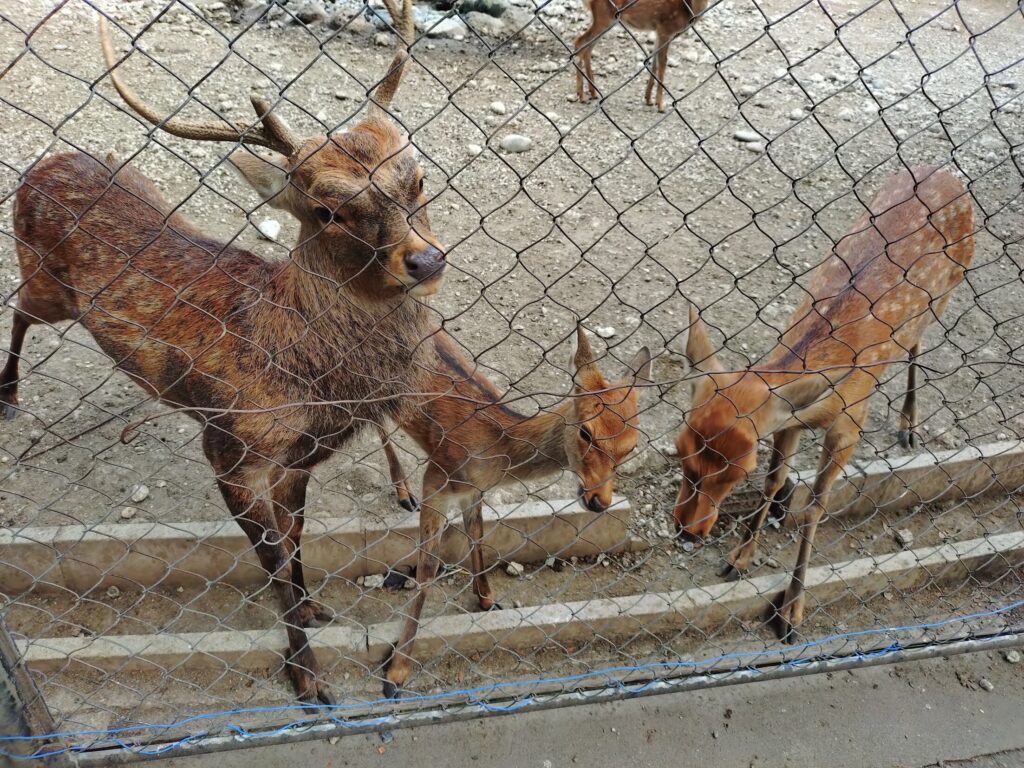 三島大社,福太郎餅, 三島, 鹿, 観光, グルメ, 感想, 食べ歩き, 静岡,神社 ,三島,おでかけ,見どころ, 子連れ,家族,子ども,初詣,駐車場,営業時間,福太郎,
