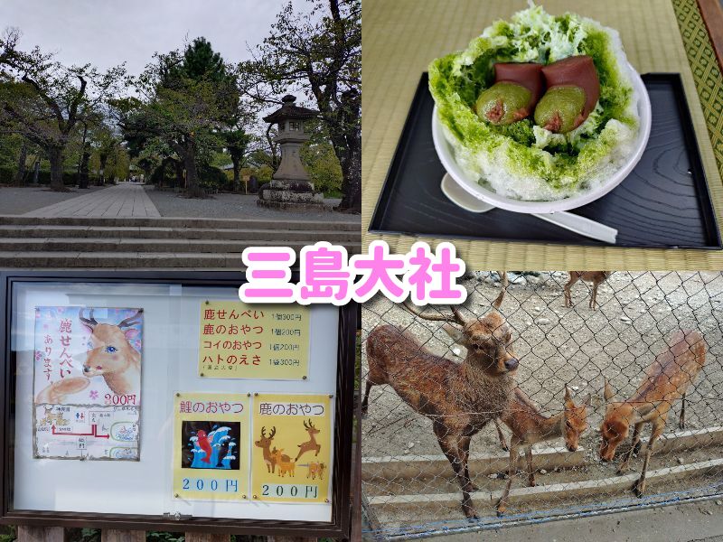 三島大社,福太郎餅, 三島, 鹿, 観光, グルメ, 感想, 食べ歩き, 静岡,神社 ,三島,おでかけ,見どころ, 子連れ,家族,子ども,初詣,駐車場,営業時間,福太郎,